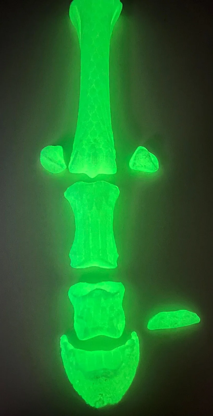 Knochensalat Geisterpferd-Edition, Glow-in-the-Dark